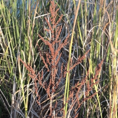 Rumex crispus (Curled Dock) at Isabella Pond - 11 Apr 2016 by michaelb