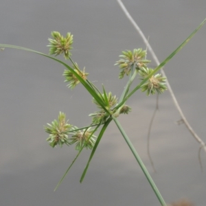 Cyperus eragrostis at Monash, ACT - 11 Apr 2016 06:47 PM