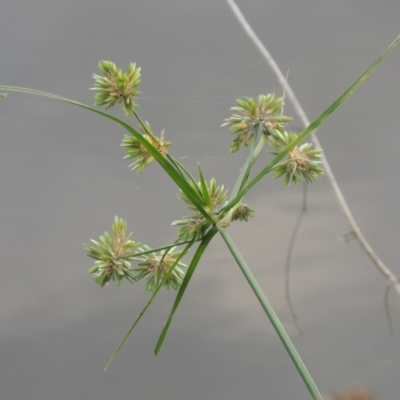 Cyperus eragrostis (Umbrella Sedge) at Isabella Pond - 11 Apr 2016 by michaelb