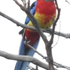 Platycercus eximius (Eastern Rosella) at Molonglo River Reserve - 22 Apr 2016 by ArcherCallaway