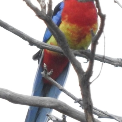 Platycercus eximius (Eastern Rosella) at Molonglo River Reserve - 22 Apr 2016 by ArcherCallaway