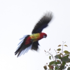 Platycercus eximius at Molonglo River Reserve - 22 Apr 2016