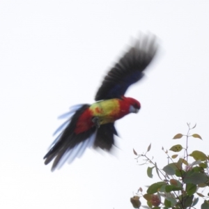 Platycercus eximius at Molonglo River Reserve - 22 Apr 2016