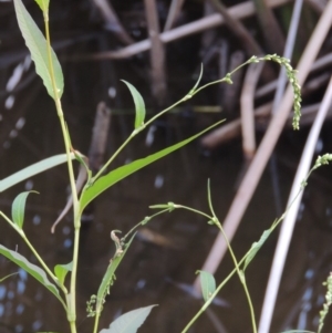 Persicaria hydropiper at Monash, ACT - 11 Apr 2016 06:51 PM