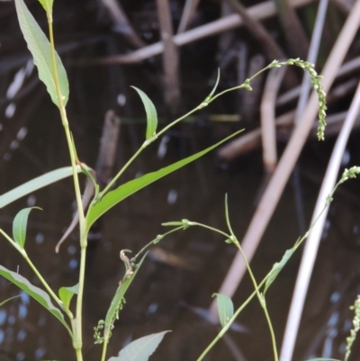 Persicaria hydropiper (Water Pepper) at Monash, ACT - 11 Apr 2016 by michaelb