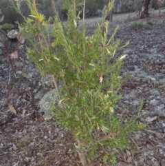 Styphelia triflora (Five-corners) at Mount Majura - 14 Jun 2016 by waltraud