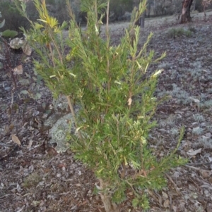 Styphelia triflora at Majura, ACT - 14 Jun 2016