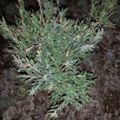 Styphelia triflora (Five-corners) at Mount Majura - 14 Jun 2016 by waltraud