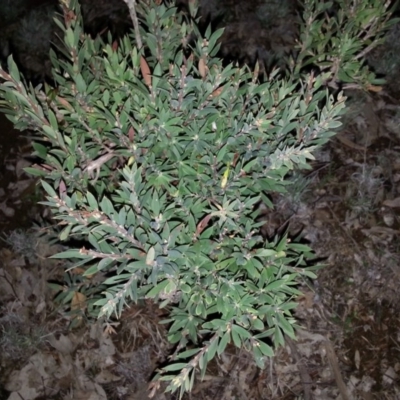 Styphelia triflora (Five-corners) at Mount Majura - 14 Jun 2016 by waltraud