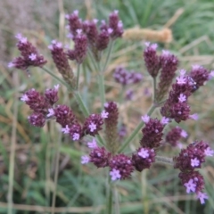 Verbena incompta (Purpletop) at Monash, ACT - 11 Apr 2016 by michaelb