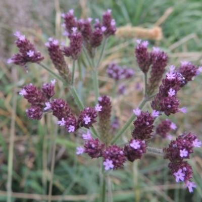 Verbena incompta (Purpletop) at Tuggeranong Creek to Monash Grassland - 11 Apr 2016 by michaelb