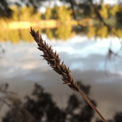 Carex appressa (Tall Sedge) at Monash, ACT - 11 Apr 2016 by michaelb