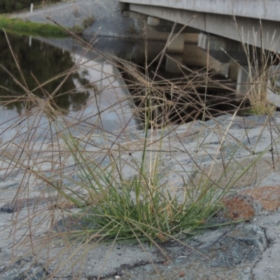 Chloris truncata (Windmill Grass) at Isabella Pond - 11 Apr 2016 by michaelb