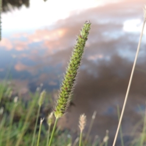 Setaria parviflora at Monash, ACT - 11 Apr 2016 07:10 PM