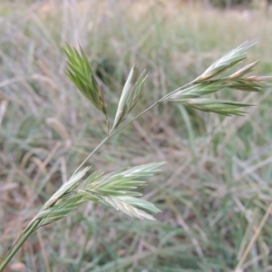 Bromus catharticus at Monash, ACT - 11 Apr 2016