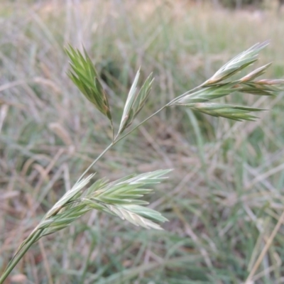 Bromus catharticus (Prairie Grass) at Monash, ACT - 11 Apr 2016 by michaelb