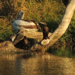 Phalacrocorax sulcirostris (Little Black Cormorant) at Monash, ACT - 11 Apr 2016 by michaelb