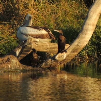 Phalacrocorax sulcirostris (Little Black Cormorant) at Isabella Pond - 11 Apr 2016 by michaelb