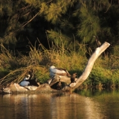 Phalacrocorax sulcirostris at Monash, ACT - 11 Apr 2016 06:47 PM