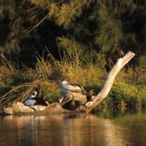 Phalacrocorax sulcirostris at Monash, ACT - 11 Apr 2016