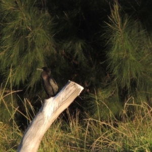 Phalacrocorax sulcirostris at Monash, ACT - 11 Apr 2016 06:47 PM