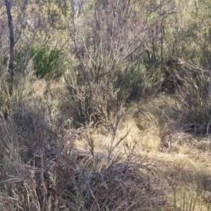 Bossiaea grayi at Kambah, ACT - suppressed