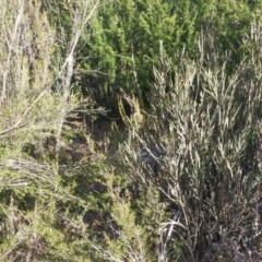 Bossiaea grayi at Kambah, ACT - suppressed