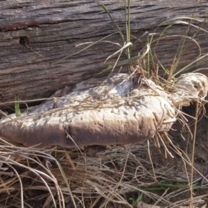 Trametes sp. at Paddys River, ACT - 14 Jun 2016