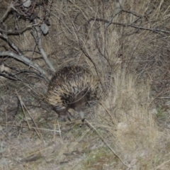 Tachyglossus aculeatus (Short-beaked Echidna) at Tennent, ACT - 13 Aug 2015 by MichaelBedingfield