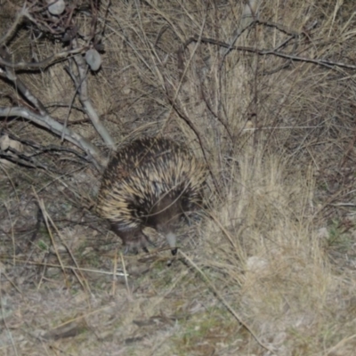 Tachyglossus aculeatus (Short-beaked Echidna) at Gigerline Nature Reserve - 13 Aug 2015 by michaelb