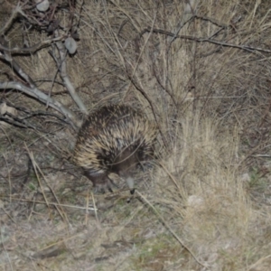 Tachyglossus aculeatus at Tennent, ACT - 13 Aug 2015