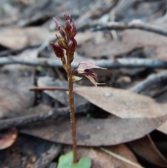 Acianthus collinus (Inland Mosquito Orchid) at Aranda Bushland - 14 Jun 2016 by CathB