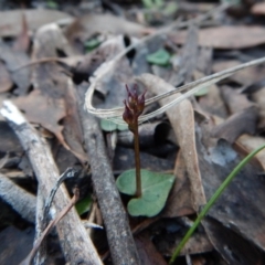 Acianthus collinus at Aranda, ACT - suppressed