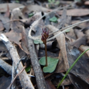 Acianthus collinus at Aranda, ACT - 14 Jun 2016