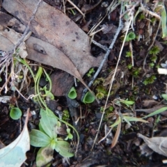 Corysanthes incurva (Slaty Helmet Orchid) at Black Mountain - 14 Jun 2016 by CathB