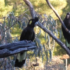 Zanda funerea (Yellow-tailed Black-Cockatoo) at Isaacs Ridge and Nearby - 15 Jun 2016 by Mike