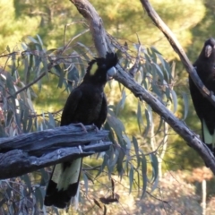 Zanda funerea (Yellow-tailed Black-Cockatoo) at Isaacs, ACT - 15 Jun 2016 by Mike