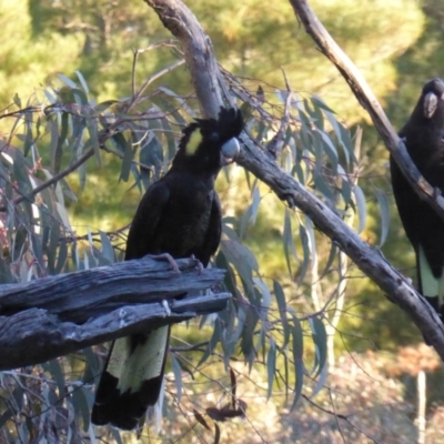 Zanda funerea (Yellow-tailed Black-Cockatoo) at Isaacs Ridge and Nearby - 15 Jun 2016 by Mike