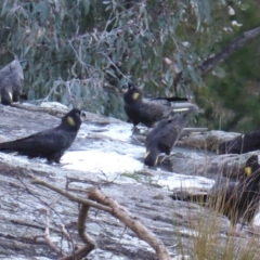 Zanda funerea at Isaacs, ACT - 15 Jun 2016 05:23 PM