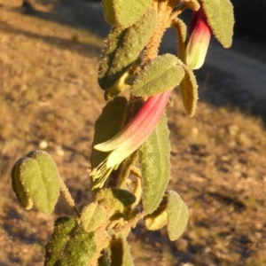 Correa reflexa var. reflexa at Isaacs, ACT - 15 Jun 2016