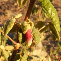 Correa reflexa var. reflexa at Isaacs, ACT - 15 Jun 2016