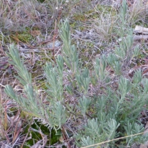 Lavandula stoechas at Isaacs, ACT - 15 Jun 2016 05:44 PM