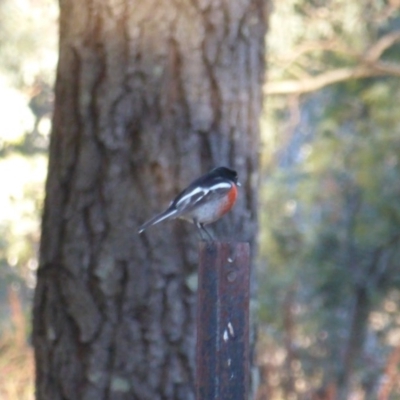 Petroica boodang (Scarlet Robin) at Jerrabomberra, ACT - 15 Jun 2016 by Mike