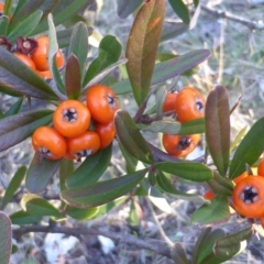 Pyracantha angustifolia (Firethorn, Orange Firethorn) at Jerrabomberra, ACT - 15 Jun 2016 by Mike