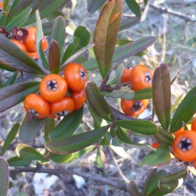 Pyracantha angustifolia (Firethorn, Orange Firethorn) at Isaacs Ridge - 15 Jun 2016 by Mike