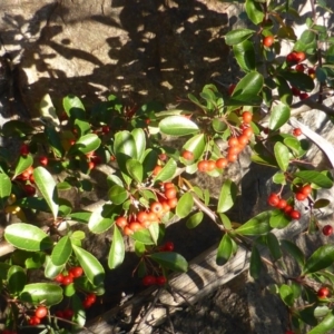 Pyracantha rogersiana at Jerrabomberra, ACT - 15 Jun 2016