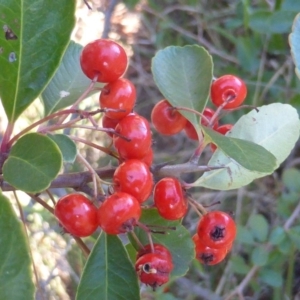 Pyracantha rogersiana at Jerrabomberra, ACT - 15 Jun 2016