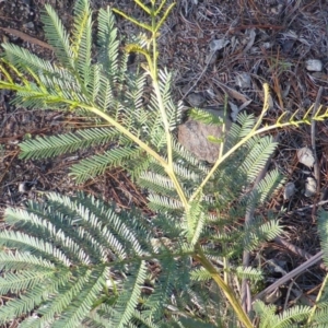 Acacia parramattensis at Jerrabomberra, ACT - 15 Jun 2016