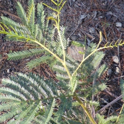 Acacia parramattensis (Parramatta Green Wattle) at Jerrabomberra, ACT - 15 Jun 2016 by Mike