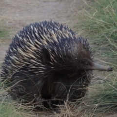 Tachyglossus aculeatus (Short-beaked Echidna) at Greenway, ACT - 10 Jan 2016 by michaelb